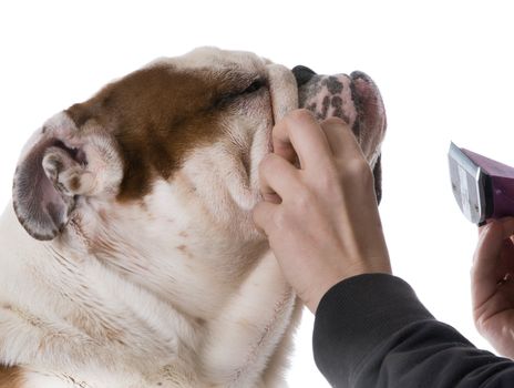 dog grooming - english bulldog getting groomed on white background