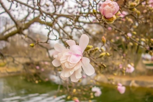 Blossoming of magnolia flowers in spring time