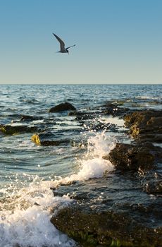 Ukraine, Crimea (birds, the pure sea and good weather).
