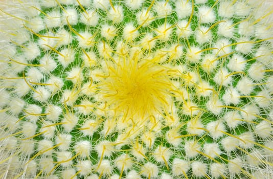 Green cactus and yellow prickles (very largly).