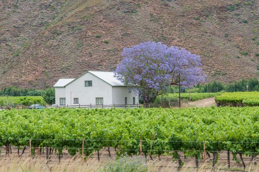 View of a farm house and vineyards in the Hex River Valley