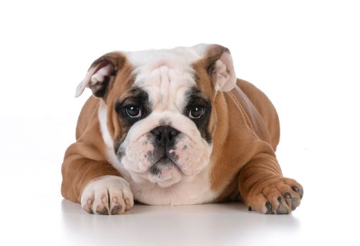bulldog puppy laying down looking at viewer on white background - 12 weeks old