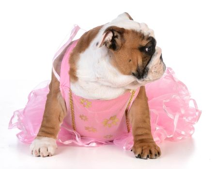 spoiled dog - english bulldog dressed up like a ballerina on white background