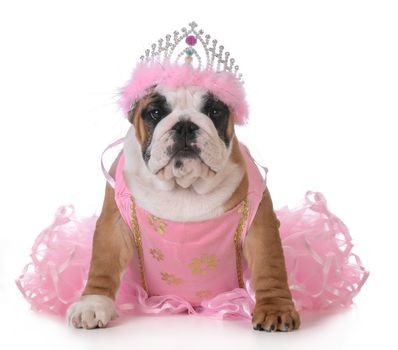 spoiled dog - english bulldog dressed up like a princess on white