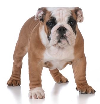 bulldog puppy standing looking at viewer on white background