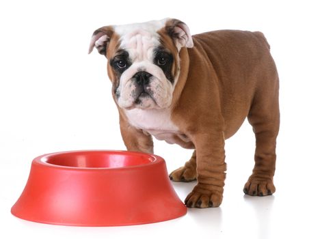 feeding the dog - bulldog puppy standing at dog bowl waiting to be fed