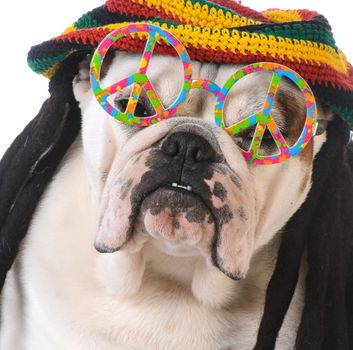 funny dog with dreadlock wig and peace glasses on white background
