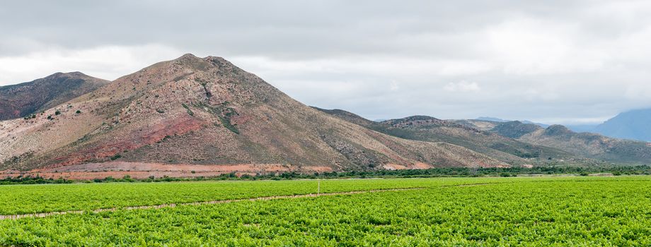 View across vineyards near Worcester in the Western Cape