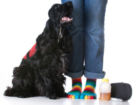 service dog - diabetic trained service dog sitting beside owner