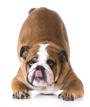 dog bowing - bulldog puppy with bum up in the air on white background