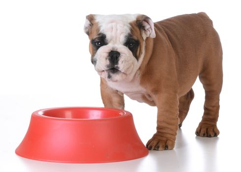 feeding the puppy - english bulldog standing beside red food bowl with happy expression