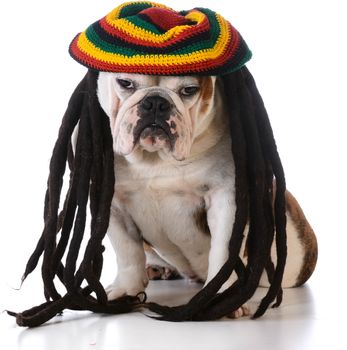 funny dog with dreadlock wig on white background