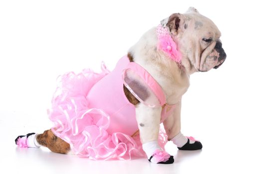 bulldog ballerina on white background - 8 months old