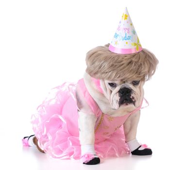 birthday dog - female bulldog wearing ballerina costume and birthday hat on white background