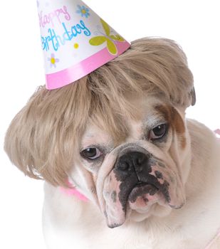 birthday dog - female bulldog wearing birthday hat on white background