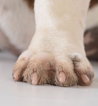 dirty dog feet or paw on white