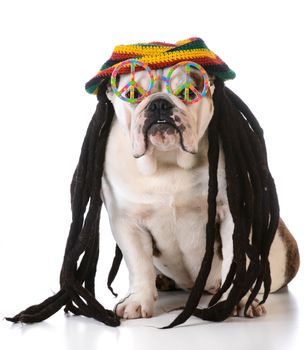 funny dog with dreadlock wig and peace glasses on white background