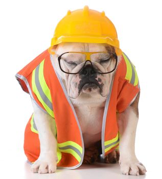sleeping on the job - bulldog dressed up like construction worker on white background