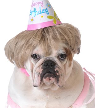 birthday dog - female bulldog wearing birthday hat on white background