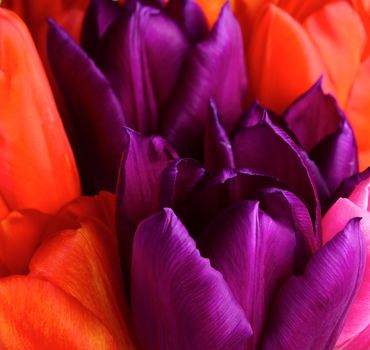 Close up view of spring tulip flowers