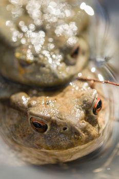 Close up of Mating of toads, Bufo, in water