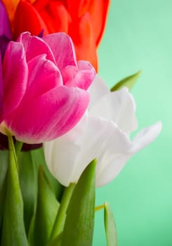 Beautiful multicolored tulips over green background