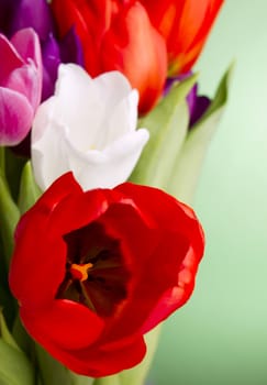 Beautiful multicolored tulips on green background