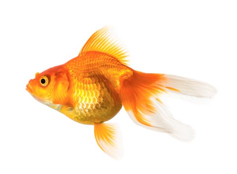 Gold fish isolated on white background