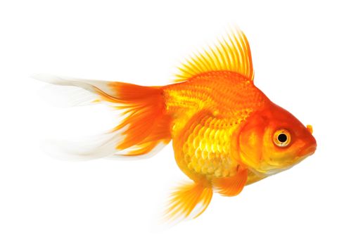 Gold fish isolated on white background