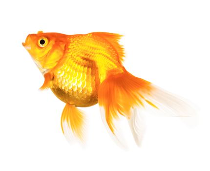 Gold fish isolated on white background