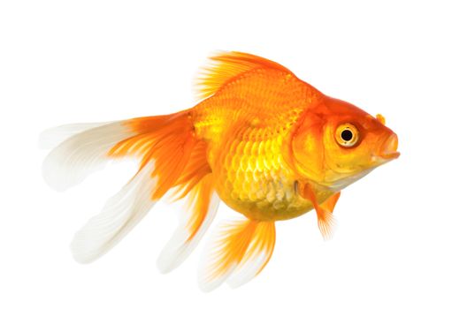 Gold fish isolated on white background