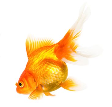 Gold fish isolated on white background