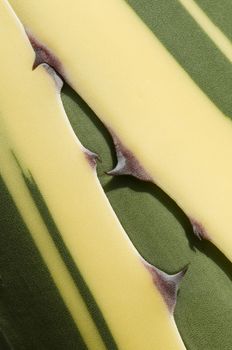Detail of succulent plant Agave tip of leaf in the sun