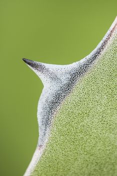 Detail of succulent plant Agave tip of leaf in the sun