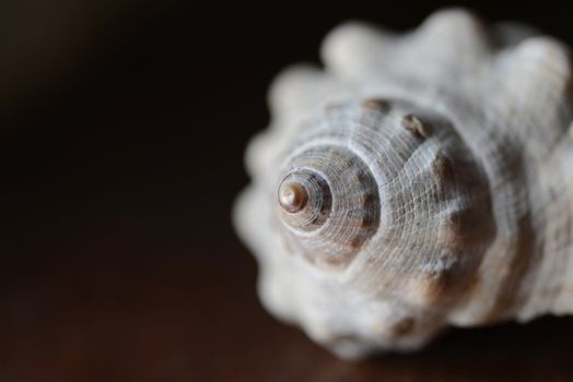 Sea shell macro closeup over brown background.