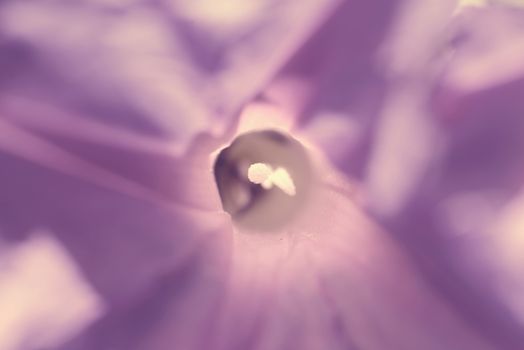 Vintage violet abstract flower macro close up background with blurred effect hipster style.