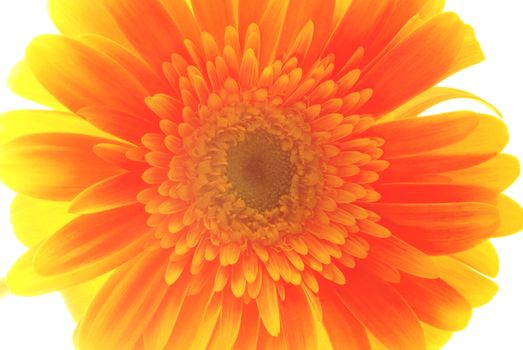 Retro orange daisy flower isolated close up. Vintage soft color hipster style.