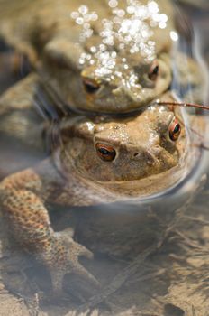 Close up of Mating of toads, Bufo, in water