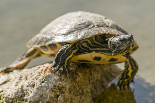 Freshwater turtle basking in the sun on a rock