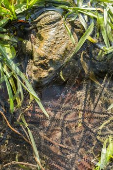Close up of Mating of toads, Bufo, in water with black eggs
