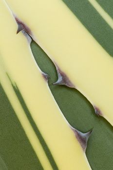 Detail of succulent plant Agave tip of leaf in the sun