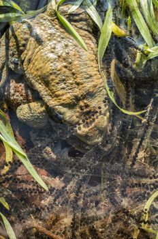 Close up of Mating of toads, Bufo, in water with black eggs