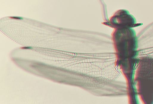Dragonfly wings close up with 3D anaglyph effect
