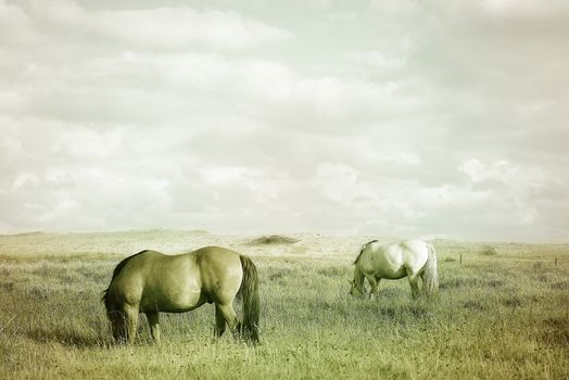 Countryside landscape with grazing horses on pasture under cloudy sky. Soft warm colors vintage effect photography.