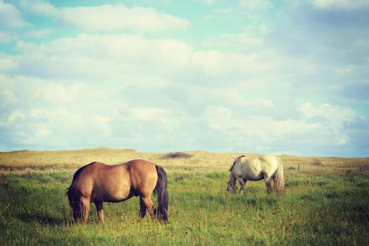 Grazing horses on pasture under blue sky countryside landscape. Vibrant colors vintage effect photography.