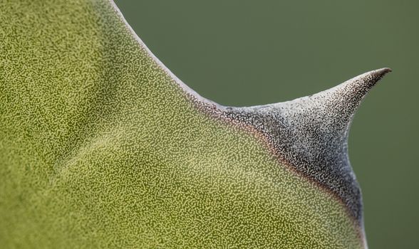 Detail of succulent plant Agave tip of leaf in the sun