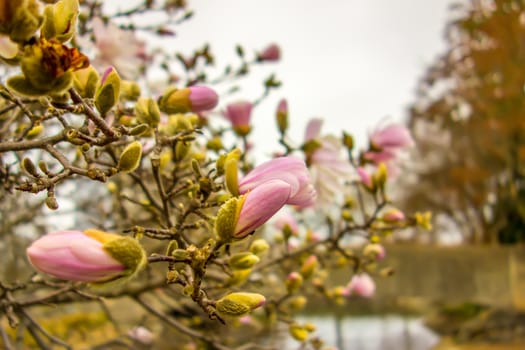 Blossoming of magnolia flowers in spring time