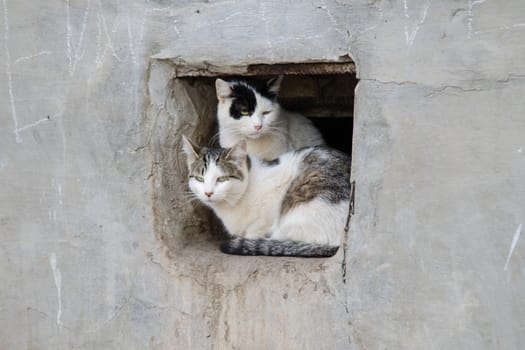 Two street cats sit in a square hole or window in concrete wall