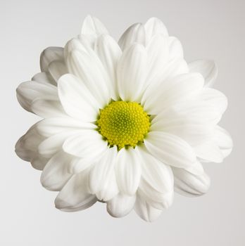 Close up view of fresh chrysanthemum flower 