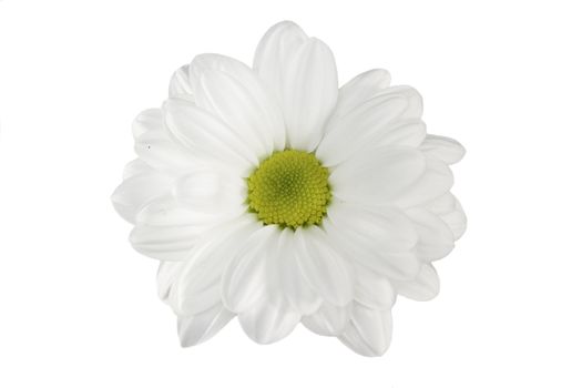 White daisy chrysanthemum isolated on white